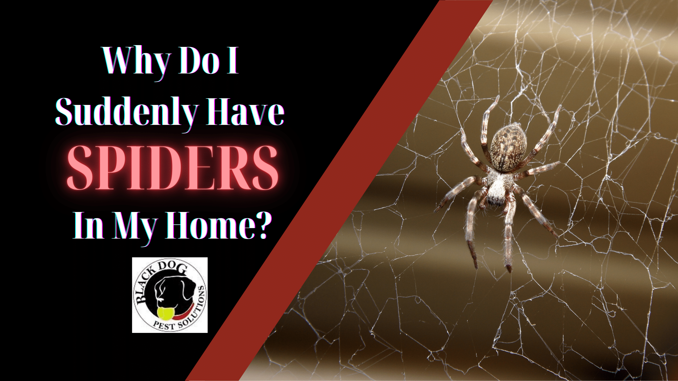 Why Do I Suddenly Have Lots of Spiders in My House? Black Dog Pest